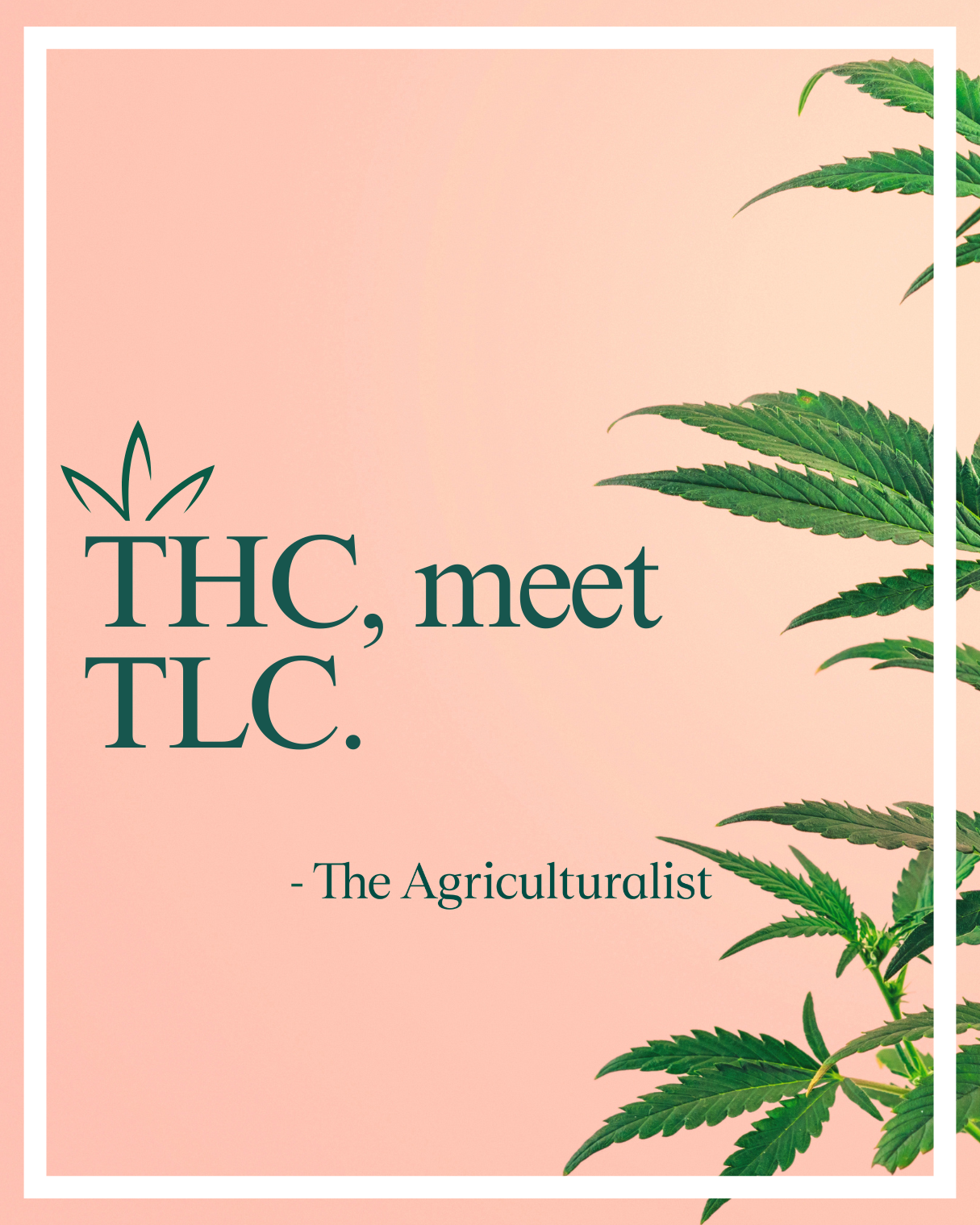 The Agriculturalist dispensary brand key visual — THC, meet TLC.