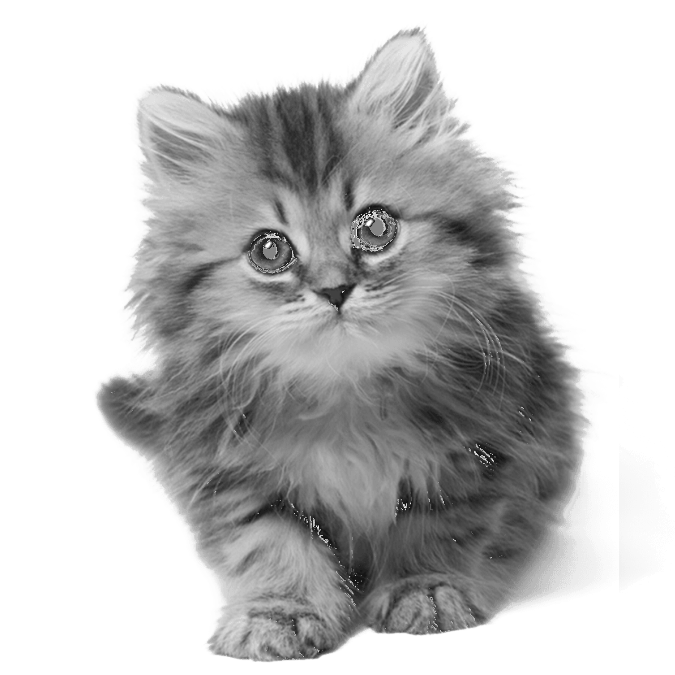 Kitten